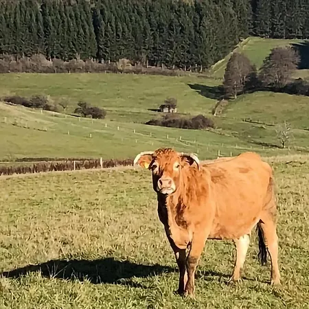 Awesome In With Kitchen * Müllenbach